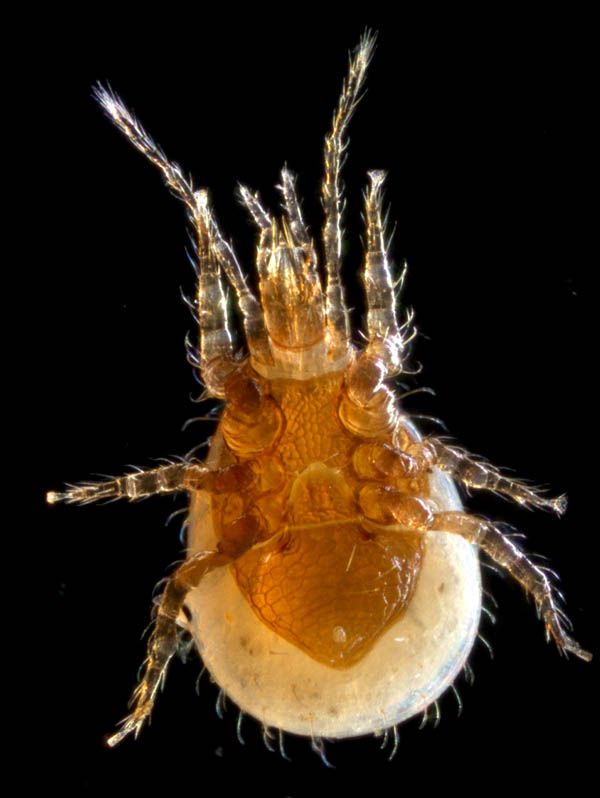 ホコダニ科の1種（分類群03）