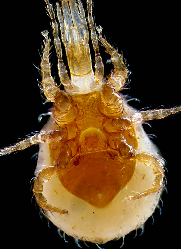 ホコダニ科の1種（分類群03）