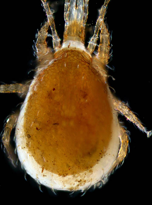 ホコダニ科の1種（分類群03）