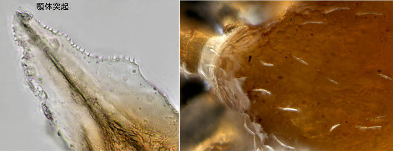 ホコダニ科の1種（分類群03）