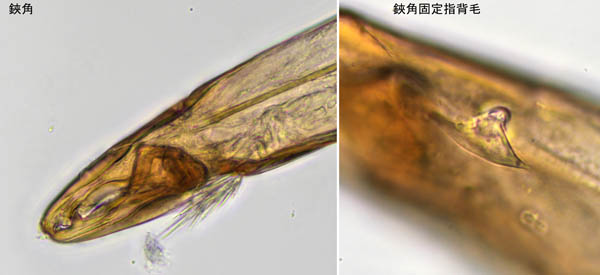 ホコダニ科の1種（分類群03）