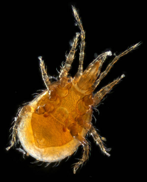 ホコダニ科の1種（分類群03）