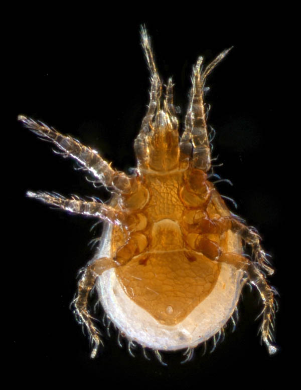 ホコダニ科の1種（分類群03）