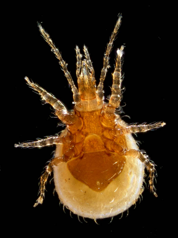 ホコダニ科の1種（分類群03）