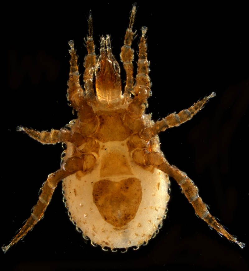 ペトロバヤリゲホコダニ(Parholaspis mordax)