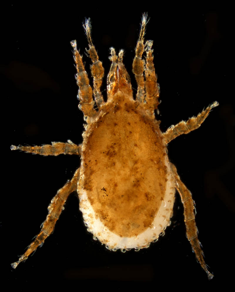 ペトロバヤリゲホコダニ(Parholaspis mordax)