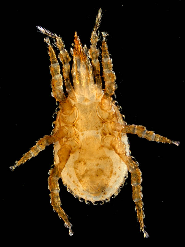 ペトロバヤリゲホコダニ(Parholaspis mordax)