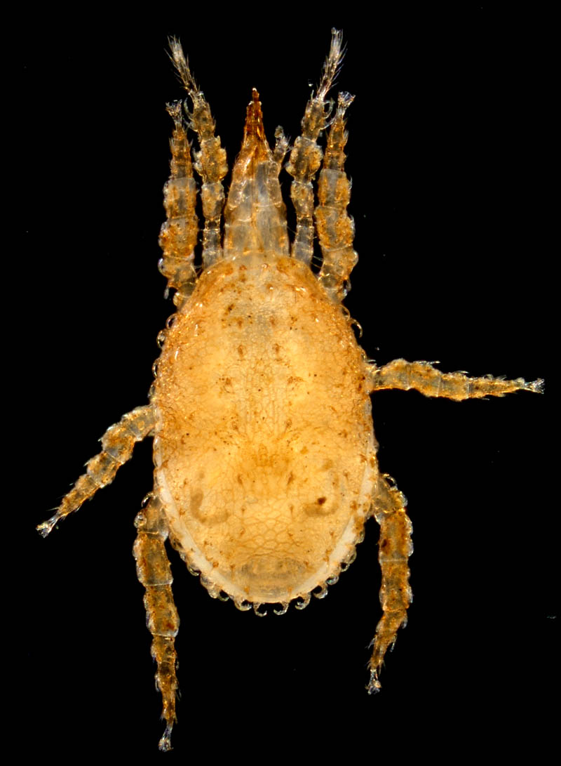 ペトロバヤリゲホコダニ(Parholaspis mordax)