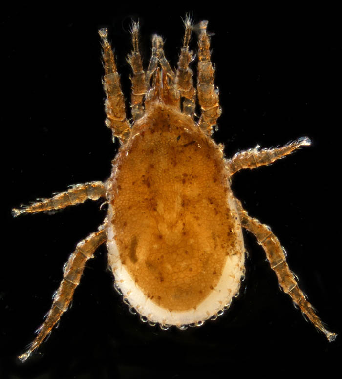 ペトロバヤリゲホコダニ(Parholaspis mordax)