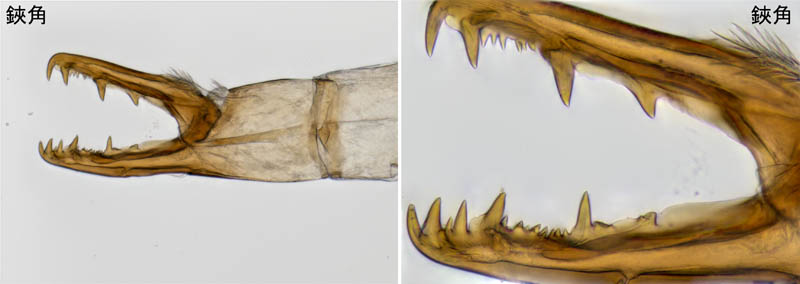 ペトロバヤリゲホコダニ(Parholaspis mordax)