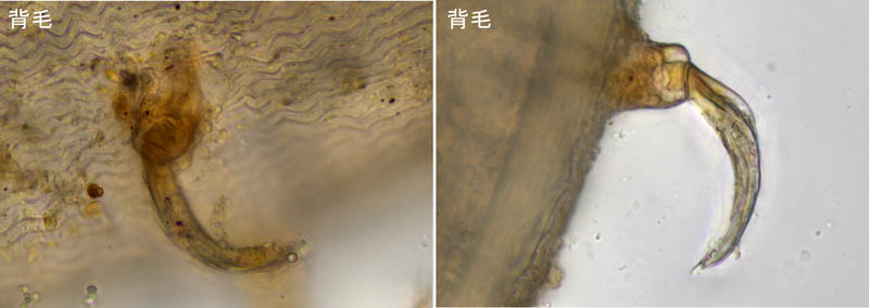 ペトロバヤリゲホコダニ(Parholaspis mordax)