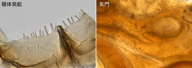 ペトロバヤリゲホコダニ(Parholaspis mordax)