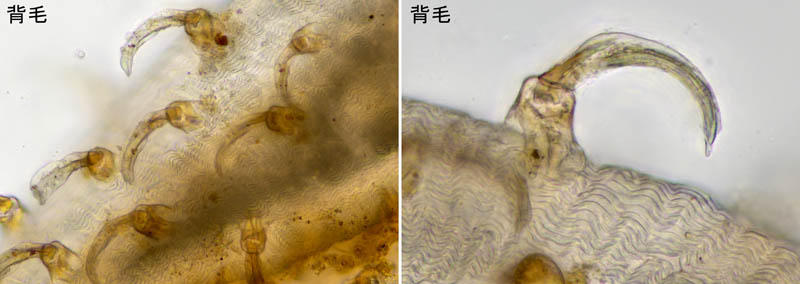 ペトロバヤリゲホコダニ(Parholaspis mordax)