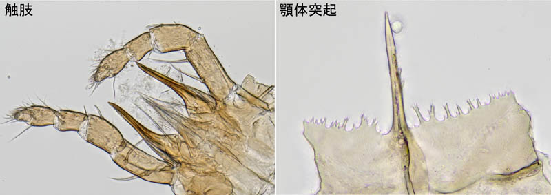 ペトロバヤリゲホコダニ(Parholaspis mordax)