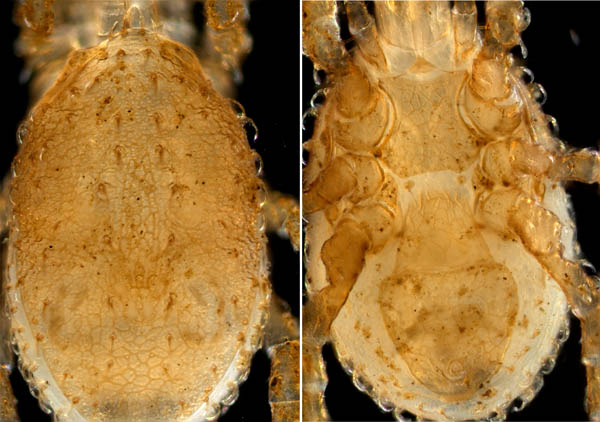 ペトロバヤリゲホコダニ(Parholaspis mordax)