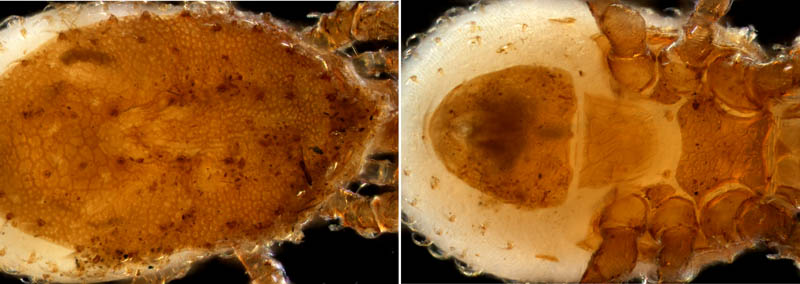 ペトロバヤリゲホコダニ(Parholaspis mordax)