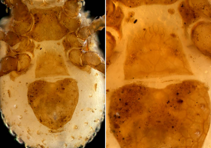 ペトロバヤリゲホコダニ(Parholaspis mordax)