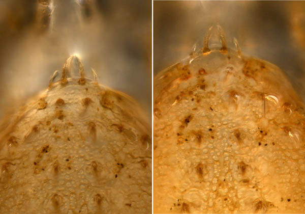 ペトロバヤリゲホコダニ(Parholaspis mordax)