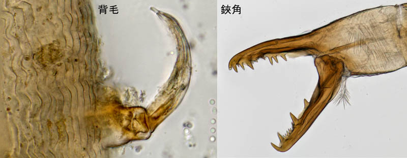 ペトロバヤリゲホコダニ(Parholaspis mordax)
