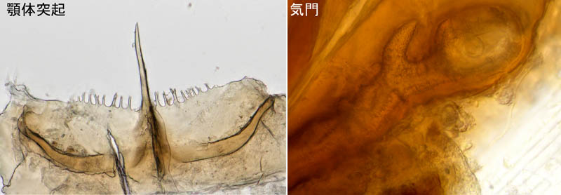 ペトロバヤリゲホコダニ(Parholaspis mordax)