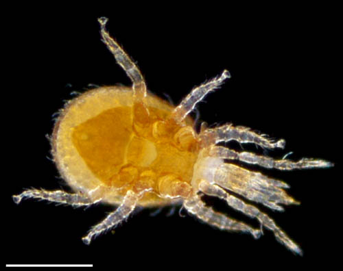 ホコダニ科の1種（分類群04）