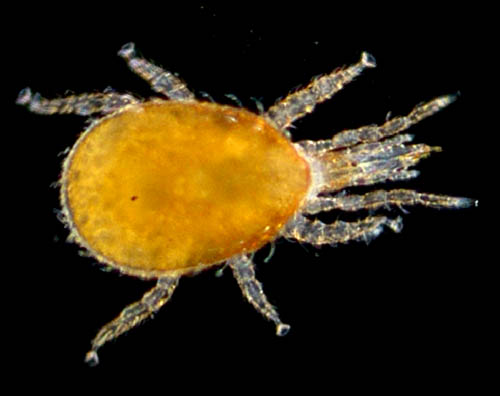 ホコダニ科の1種（分類群04）