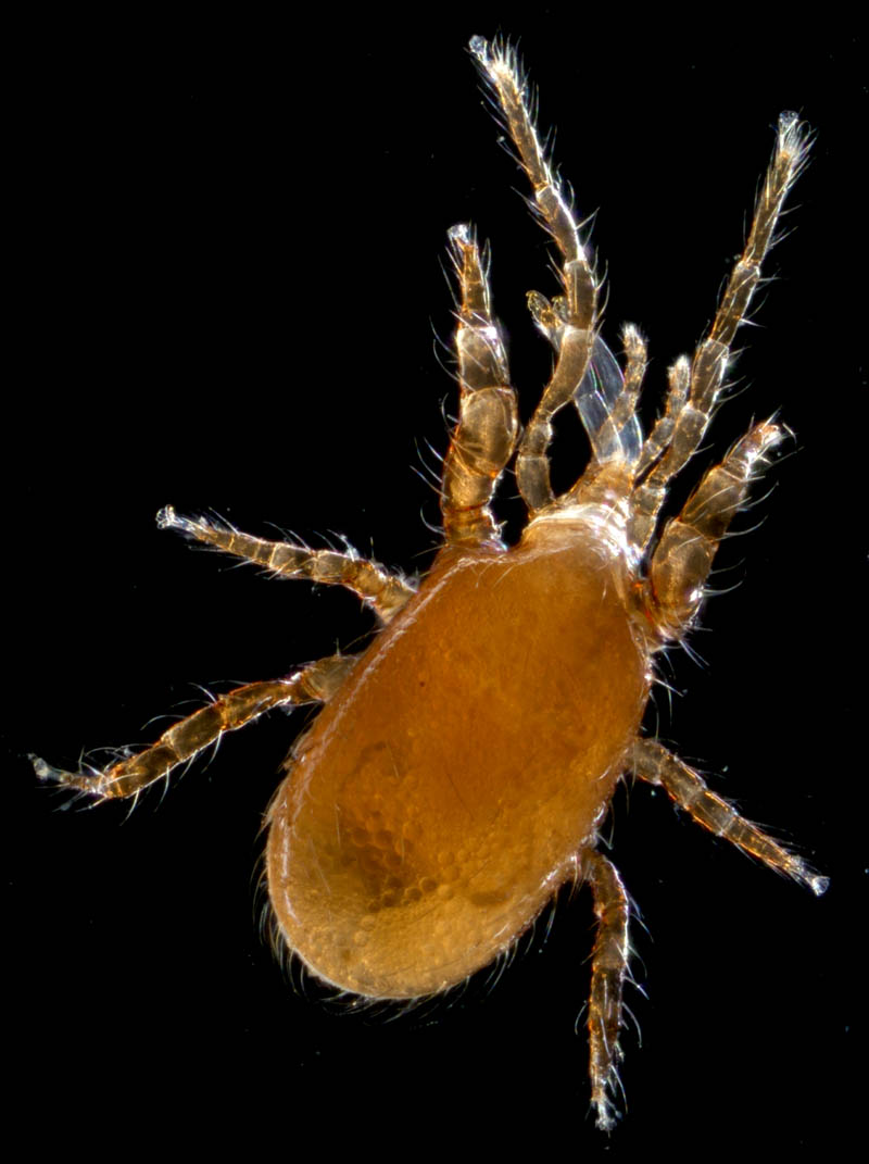 ホコダニ属の1種(Holaspina sp.B)