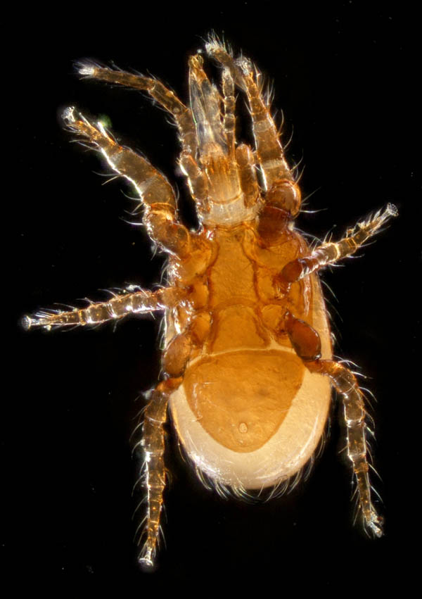 ホコダニ属の1種(Holaspina sp.B)