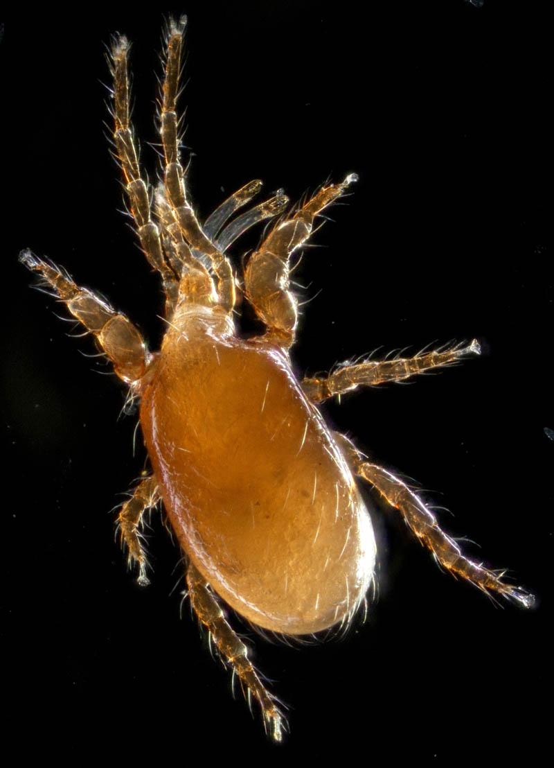 ホコダニ属の1種(Holaspina sp.B)