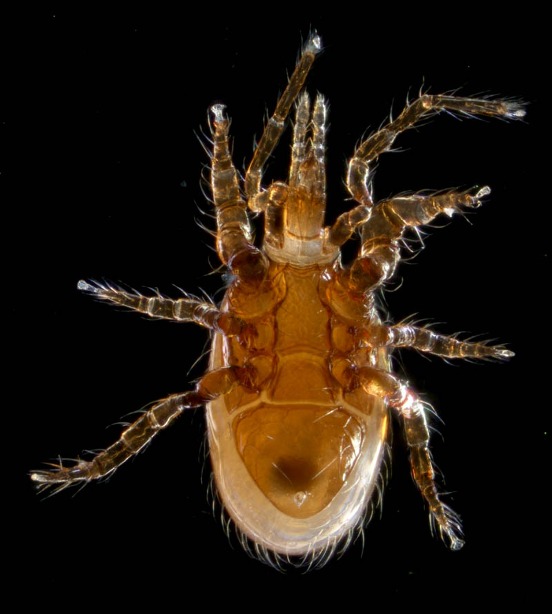 ホコダニ属の1種(Holaspina sp.B)