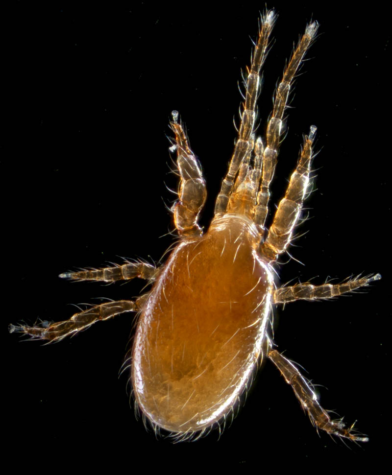 ホコダニ属の1種(Holaspina sp.B)