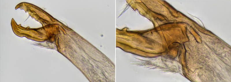 ホコダニ属の1種(Holaspina sp.B)
