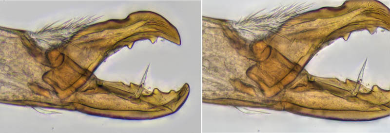 ホコダニ属の1種(Holaspina sp.B)