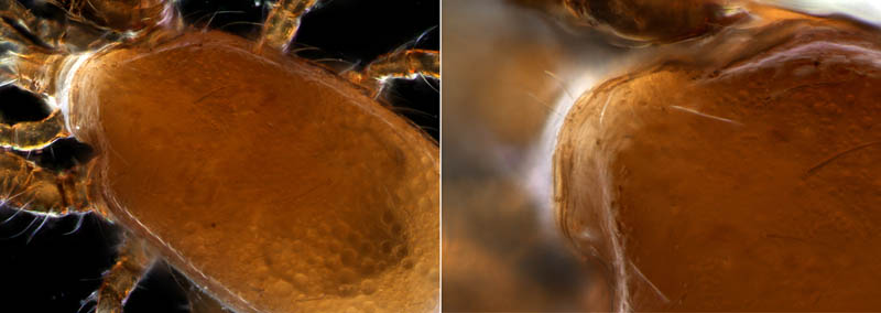 ホコダニ属の1種(Holaspina sp.B)