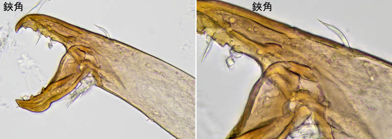 ホコダニ属の1種(Holaspina sp.B)