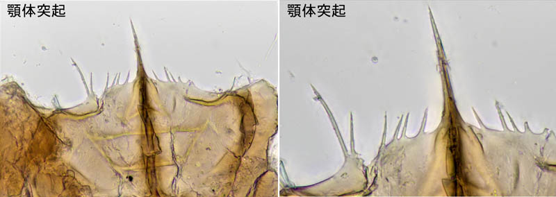 ホコダニ属の1種(Holaspina sp.B)