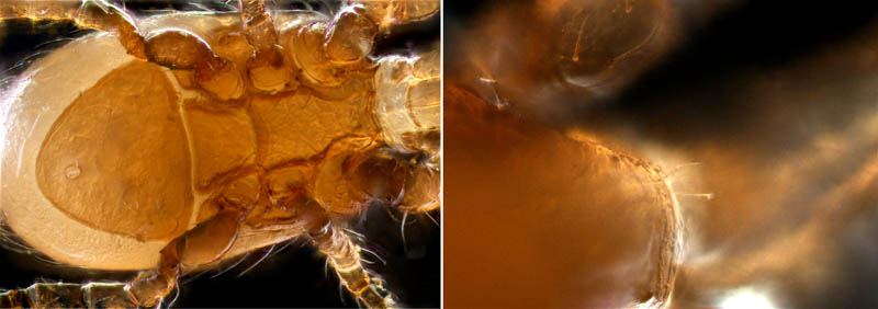 ホコダニ属の1種(Holaspina sp.B)