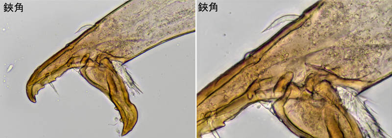 ホコダニ属の1種(Holaspina sp.B)