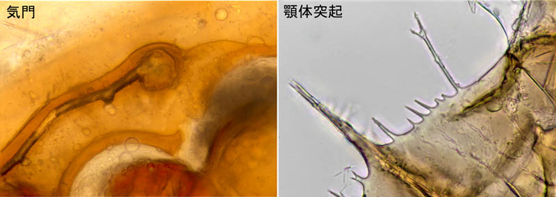 ホコダニ属の1種(Holaspina sp.B)