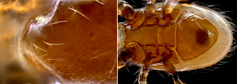 ホコダニ属の1種(Holaspina sp.B)