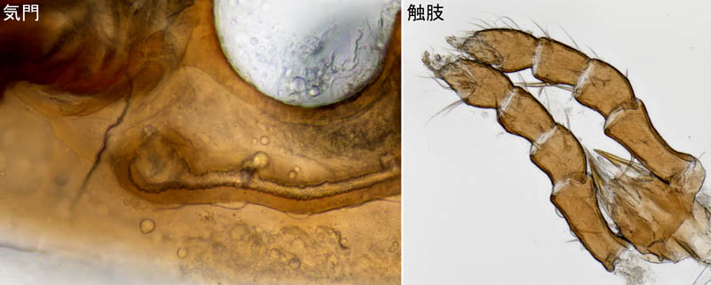 ホコダニ属の1種(Holaspina sp.B)