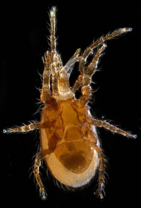 ホコダニ属の1種(Holaspina sp.B)