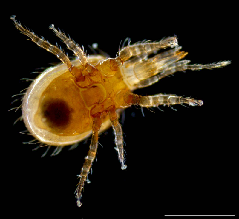 コシビロホコダニ属の1種（Neparholaspis sp.A）