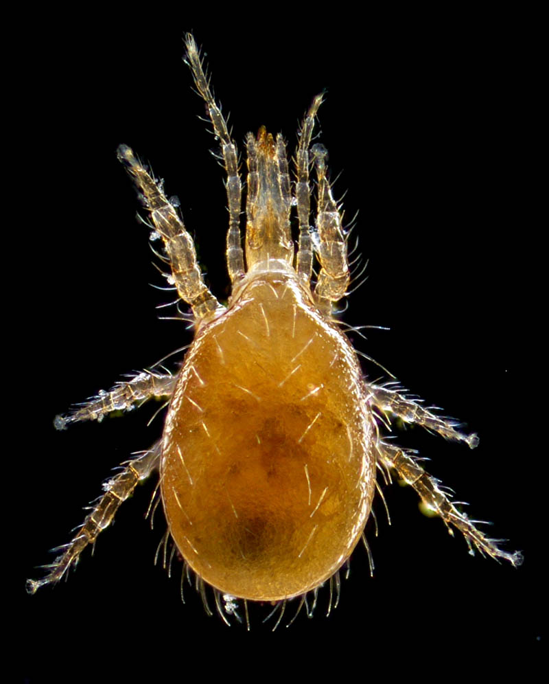 コシビロホコダニ属の1種（Neparholaspis sp.A）