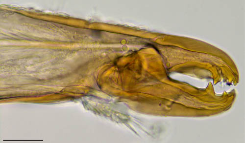 コシビロホコダニ属の1種（Neparholaspis sp.A）