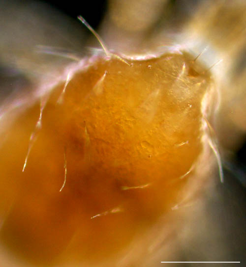 コシビロホコダニ属の1種（Neparholaspis sp.A）