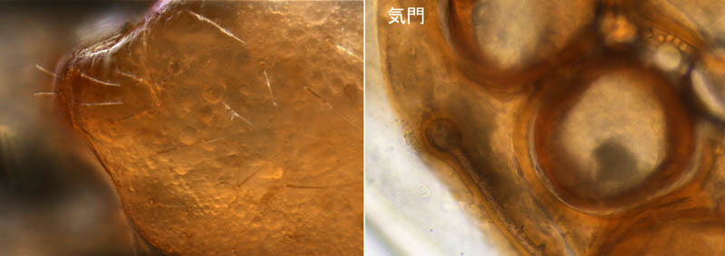 ホコダニ属の1種(Holaspina sp.C)