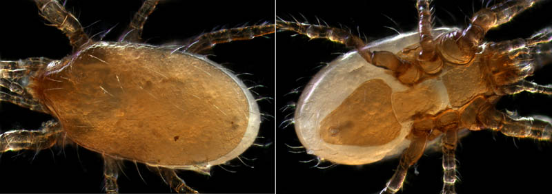 ホコダニ属の1種(Holaspina sp.C)
