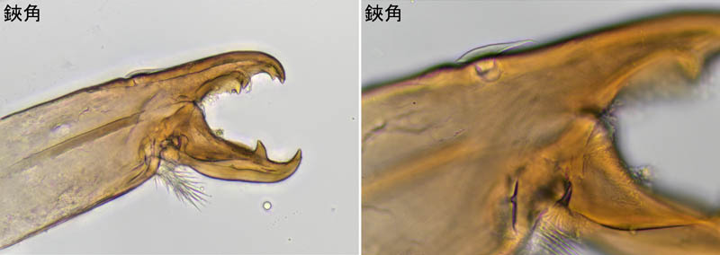 ホコダニ属の1種(Holaspina sp.C)