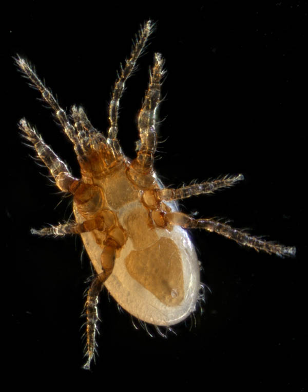 ホコダニ属の1種(Holaspina sp.C)